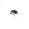 Nuvo Sedona, 22 Inch LED Flush Mount, Matte Black, Silk Screened Acrylic Lens 62/2284 - alternate 7